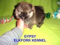 GYPSY, a female Pomeranian for sale in Paris, MO – Photo 6 of 10