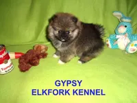 GYPSY, a female Pomeranian for sale in Paris, MO – Photo 7 of 10