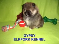 GYPSY, a female Pomeranian for sale in Paris, MO – Photo 5 of 10