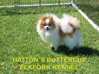 GYPSY, a female Pomeranian for sale in Paris, MO – Photo 9 of 10