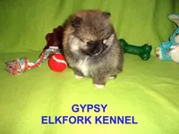 GYPSY, a female Pomeranian for sale in Paris, MO – Photo 4 of 10