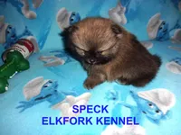 SPECK, a male Pomeranian for sale in Paris, MO – 3 of 10