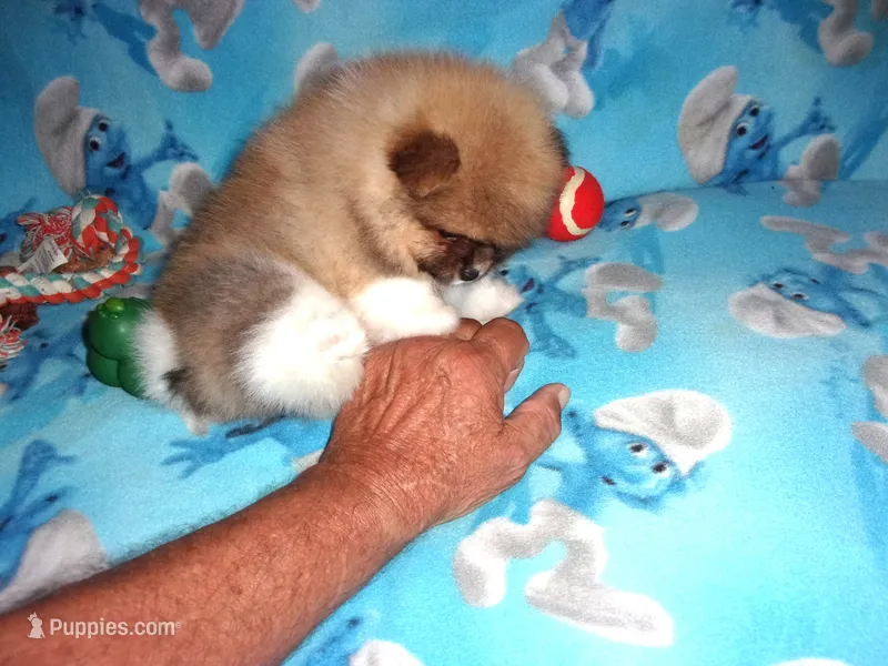 CHESTER – Pomeranian puppy for sale in Paris, MO