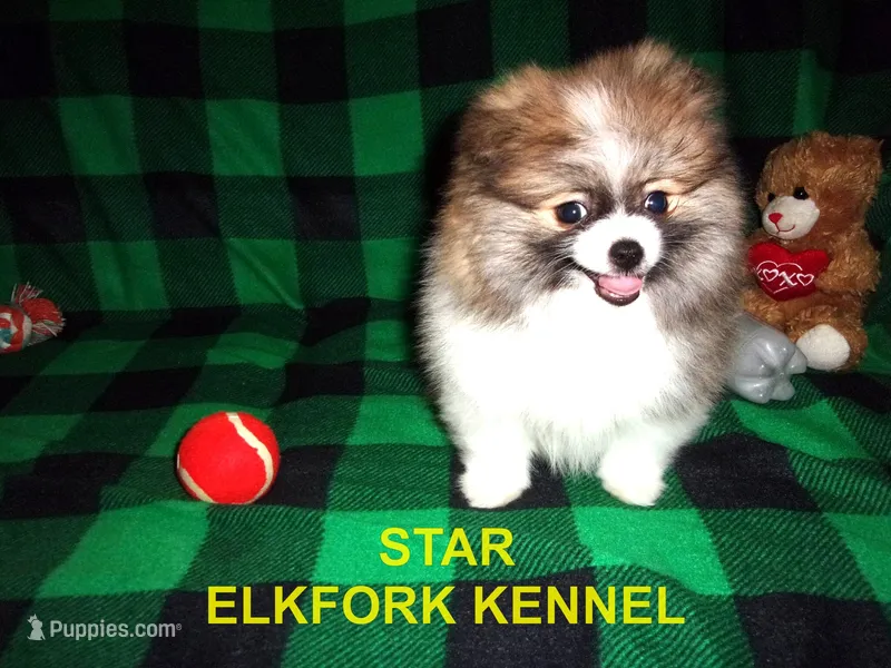 STAR – Pomeranian puppy for sale in Paris, MO