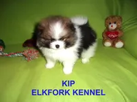 KIP, a male Pomeranian for sale in Paris, MO – 2 of 10