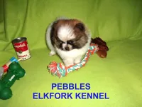 PEBBLES, a female Pomeranian for sale in Paris, MO – Photo 2 of 10