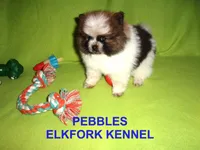 PEBBLES, a female Pomeranian for sale in Paris, MO – Photo 7 of 10