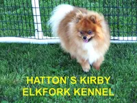 PEBBLES, a female Pomeranian for sale in Paris, MO – Photo 10 of 10