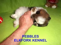PEBBLES, a female Pomeranian for sale in Paris, MO – Photo 8 of 10