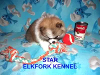 STAR, a female Pomeranian for sale in Paris, MO – 3 of 10