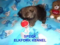 SPECK, a male Pomeranian for sale in Paris, MO – 5 of 10