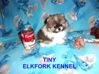 TINY, a male Pomeranian for sale in Paris, MO – 4 of 10