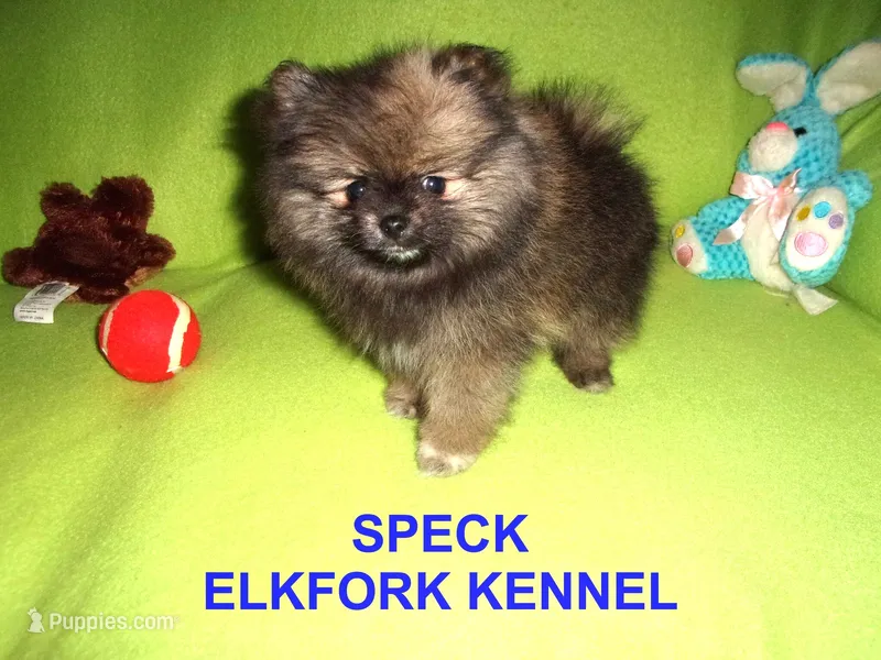 SPECK – Pomeranian puppy for sale in Paris, MO