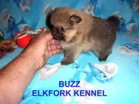 BUZZ, a male Pomeranian for sale in Paris, MO – 5 of 10