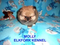 MOLLY, a female Pomeranian for sale in Paris, MO – 2 of 10