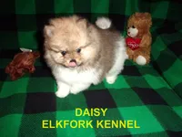 DAISY, a female Pomeranian for sale in Paris, MO – 7 of 10
