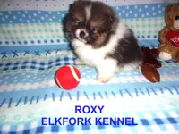 ROXY, a female Pomeranian for sale in Paris, MO – Photo 4 of 10