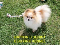 ROXY, a female Pomeranian for sale in Paris, MO – Photo 10 of 10