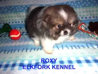 ROXY, a female Pomeranian for sale in Paris, MO – Photo 8 of 10