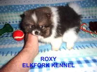 ROXY, a female Pomeranian for sale in Paris, MO – Photo 1 of 10