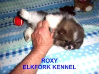 ROXY, a female Pomeranian for sale in Paris, MO – Photo 5 of 10