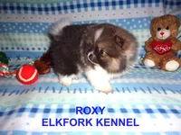 ROXY, a female Pomeranian for sale in Paris, MO – Photo 6 of 10
