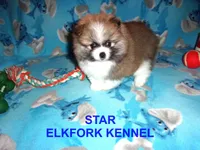 STAR, a female Pomeranian for sale in Paris, MO – 1 of 10