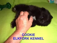 COOKIE, a female Pomeranian for sale in Paris, MO – Photo 3 of 10