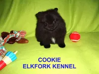 COOKIE, a female Pomeranian for sale in Paris, MO – Photo 2 of 10