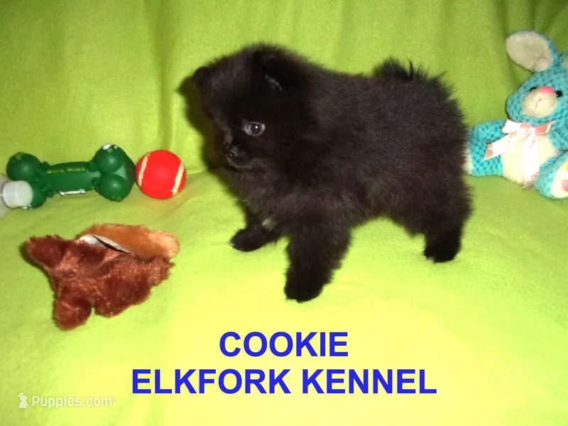 COOKIE – Pomeranian puppy for sale in Paris, MO