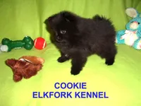 COOKIE, a female Pomeranian for sale in Paris, MO – Photo 1 of 10