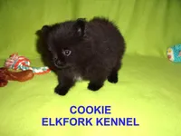 COOKIE, a female Pomeranian for sale in Paris, MO – Photo 7 of 10