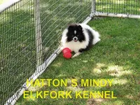 COOKIE, a female Pomeranian for sale in Paris, MO – Photo 9 of 10