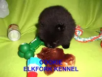 COOKIE, a female Pomeranian for sale in Paris, MO – Photo 4 of 10