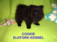 COOKIE, a female Pomeranian for sale in Paris, MO – Photo 5 of 10