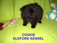 COOKIE, a female Pomeranian for sale in Paris, MO – Photo 8 of 10