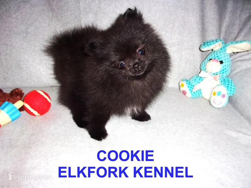 COOKIE – Pomeranian puppy for sale in Paris, MO