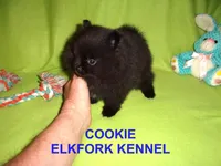 COOKIE, a female Pomeranian for sale in Paris, MO – Photo 6 of 10