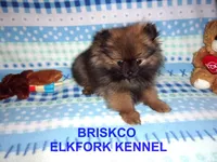 BRISKCO, a male Pomeranian for sale in Paris, MO – Photo 4 of 10