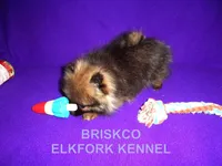 BRISKCO, a male Pomeranian for sale in Paris, MO – Photo 6 of 10