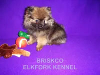 BRISKCO, a male Pomeranian for sale in Paris, MO – Photo 7 of 10