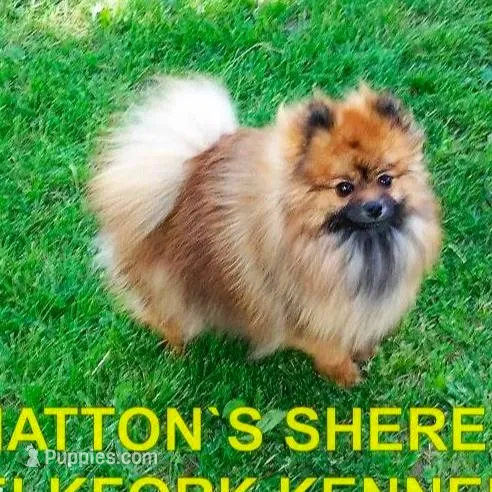 BRISKCO, a male Pomeranian for sale in Paris, MO – Photo 9 of 10