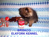 BRISKCO, a male Pomeranian for sale in Paris, MO – Photo 5 of 10