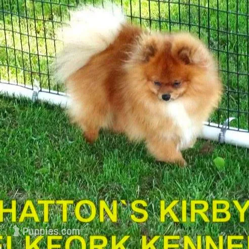 BRISKCO, a male Pomeranian for sale in Paris, MO – Photo 10 of 10