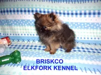 BRISKCO, a male Pomeranian for sale in Paris, MO – Photo 1 of 10