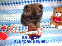 BRISKCO, a male Pomeranian for sale in Paris, MO – Photo 3 of 10