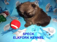 SPECK, a male Pomeranian for sale in Paris, MO – 7 of 10