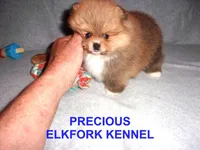 PRECIOUS, a female Pomeranian for sale in Paris, MO – Photo 2 of 10