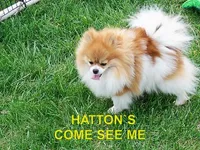 PRECIOUS, a female Pomeranian for sale in Paris, MO – Photo 9 of 10