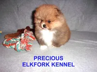 PRECIOUS, a female Pomeranian for sale in Paris, MO – Photo 4 of 10